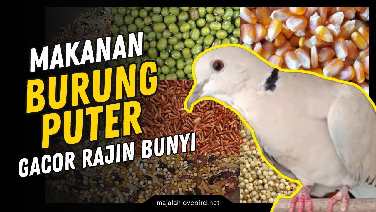 Daftar Gacor Terjamin Terbaik: 10 Tips Untuk Melatih Burung Anda