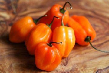 Manfaat Habanero Bagus untuk Kesehatan: Coba Sekarang!